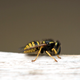 Illustration for article titled California Deploys Wasp Army to Counter Merciless Apple Moth Threat